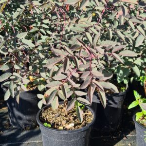 Wildsträucher in Sorten einheimische Gehölze