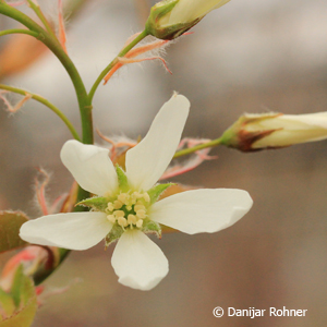 Kahle Felsenbirne Amelanchier laevis 'Ballerina'