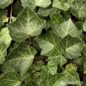 Efeu Hedera helix 'Woerner'
