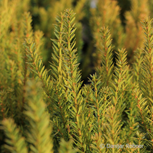 Eibe Taxus media (x) 'Hillii'