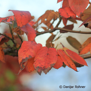 Felsenbirne Amelanchier arborea 'Robin Hill'