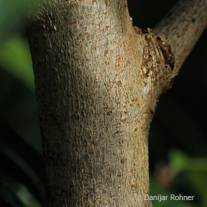 Portugiesischer Kirschlorbeer Prunus lusitanica 'Angustifolia' 3 Portugiesischer Kirschlorbeer Prunus lusitanica 'Angustifolia'