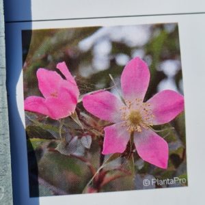 Wildsträucher in Sorten einheimische Gehölze