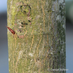 Felsenbirne Amelanchier arborea 'Robin Hill'