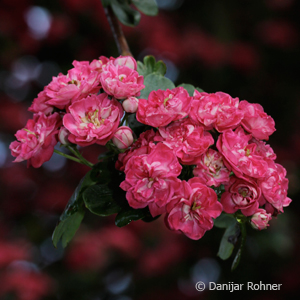 Rotdorn Crataegus laevigata 'Paul's Scarlet'