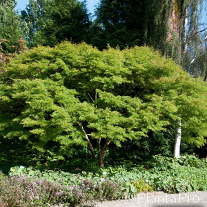 Japan. Ahorn, Fächerahorn Acer palmatum 'Seiryu'