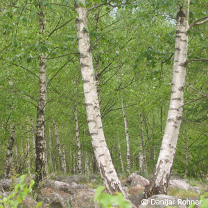 Hängebirke Betula pendula