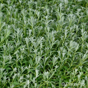 Filziges Hornkraut Cerastium tomentosum 'Silberteppich'