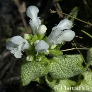 Gefleckte Taubnessel Lamium maculatum 'White Nancy'