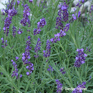 Lavendel Lavandula angustifolia 'Hidcote'