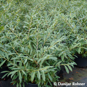 Kirschlorbeer Prunus laurocerasus 'Zabeliana'