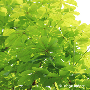 Rosskastanie Aesculus hippocastanum 3 Rosskastanie Aesculus hippocastanum