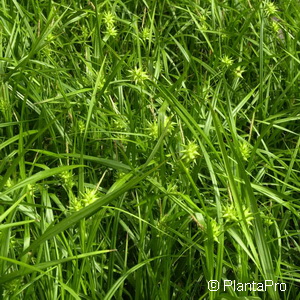 Segge Carex grayi