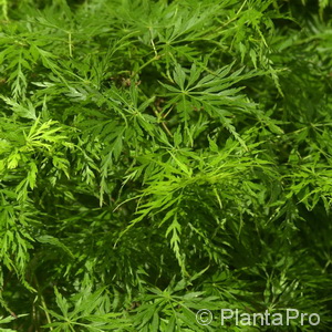 Japan. Ahorn, Fächerahorn Acer palmatum 'Seiryu'