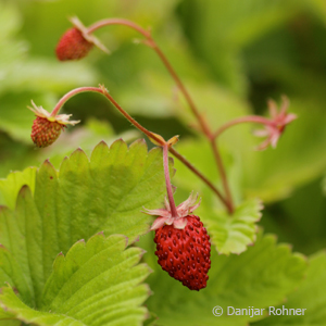 Wald-Erdbeere Fragaria vesca