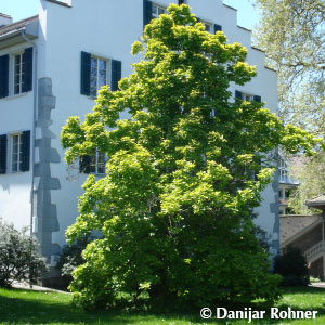 Tulpen Magnolie Magnolia soulangeana (x)