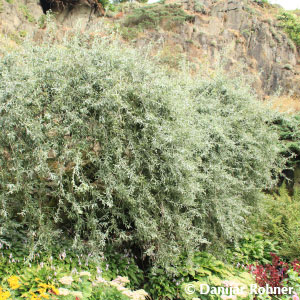 Weidenblättrige Birne Pyrus salicifolia 'Pendula'