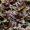 Kriechender Günsel Ajuga reptans 'Atropurpurea'