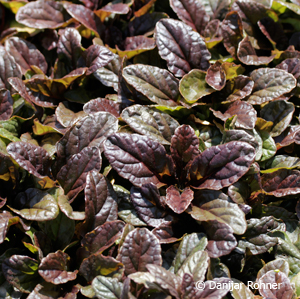 Kriechender Günsel Ajuga reptans 'Atropurpurea'