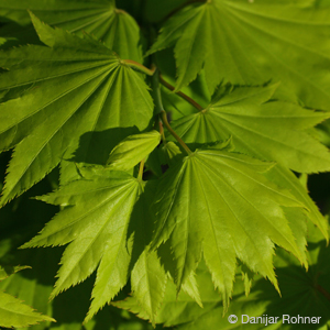 Japan. Ahorn, Fächerahorn Acer shirasawanum 'Aureum'