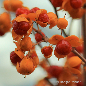 Baumwürger Celastrus orbiculatus 'Diana' 3 Baumwürger Celastrus orbiculatus 'Diana'