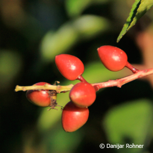 Portugiesischer Kirschlorbeer Prunus lusitanica 'Angustifolia' 4 Portugiesischer Kirschlorbeer Prunus lusitanica 'Angustifolia'