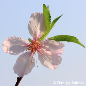 Mandelbaum Prunus dulcis 'Amanda' 3 Mandelbaum Prunus dulcis 'Amanda'