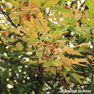 Blumenesche Fraxinus ornus 8 Blumenesche Fraxinus ornus