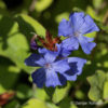 Bleiwurz Ceratostigma plumbaginoides