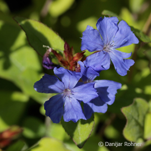 Bleiwurz Ceratostigma plumbaginoides