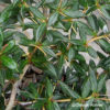 Berberitze Berberis candidula