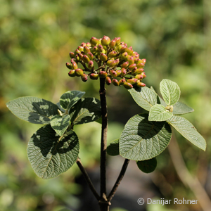 Wolliger Schneeball Viburnum lantana