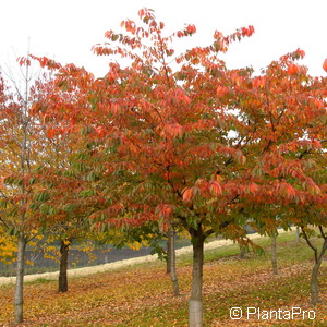 Vogelkirsche Prunus avium 'Plena'