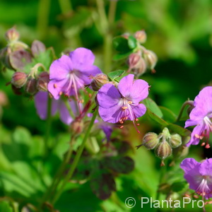 Storchschnabel Geranium cantabrigiense 'Cambridge'