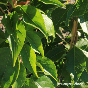 Baumwürger Celastrus orbiculatus 'Hercules' 3 Baumwürger Celastrus orbiculatus 'Hercules'