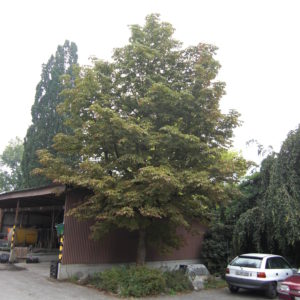 Rosskastanie Aesculus hippocastanum 'Baumannii'