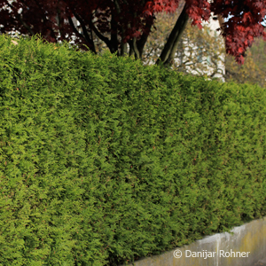 Thuja, Lebensbaum Thuja occidentalis 'Smaragd'