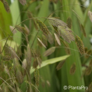 Plattährengras Chasmanthium latifolium