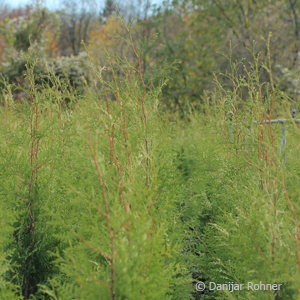 Thuja, Lebensbaum Thuja occidentalis 'Brabant'