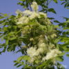 Kugelblumenesche Fraxinus ornus 'Meczek'
