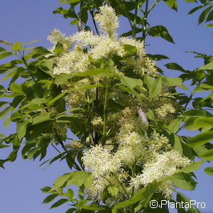 Kugelblumenesche Fraxinus ornus 'Meczek'