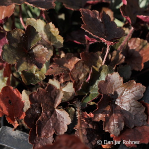 Purpurglöckchen Heuchera micrantha 'Palace Purple'