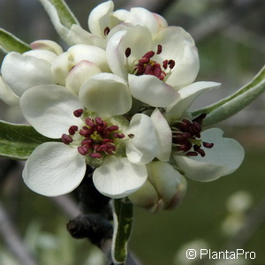 Weidenblättrige Birne Pyrus salicifolia 'Pendula'