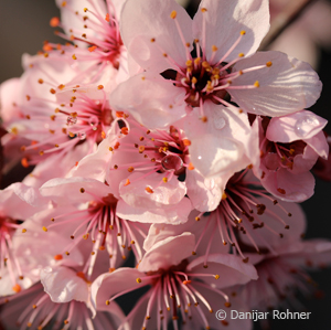 Kirschpflaume Prunus cerasifera 'Woodii' 5 Kirschpflaume Prunus cerasifera 'Woodii'