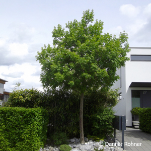 Blumenesche Fraxinus ornus 4 Blumenesche Fraxinus ornus