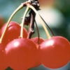 Prunus (Kirsche) 'Rote Herzkirsche'