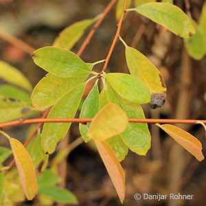 Prachtspiere Exochorda macrantha (x) 'The Bride'