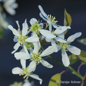 Kupferfelsenbirne Amelanchier lamarckii
