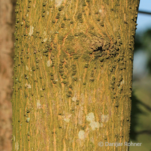 Spitzahorn Acer platanoides
