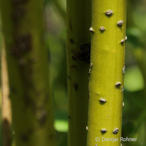 Hartriegel Cornus sericea 'Flaviramea'